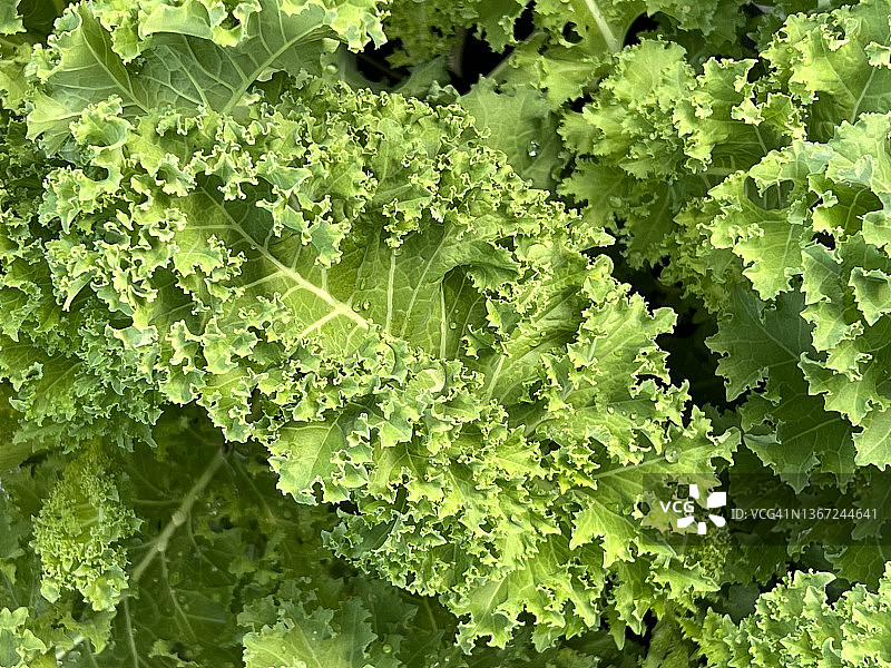 羽衣甘蓝的翠绿叶子图片素材