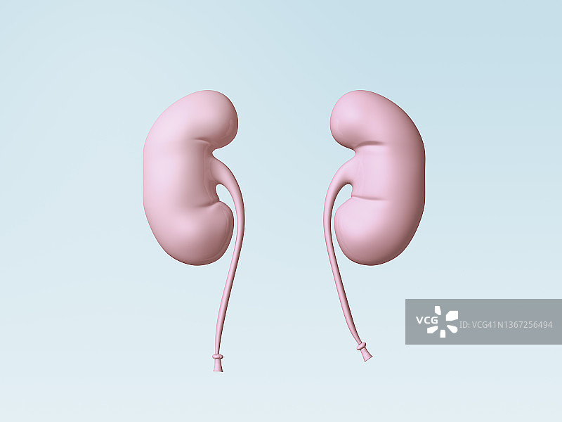 漂浮在空中的气球器官（肾脏）图片素材