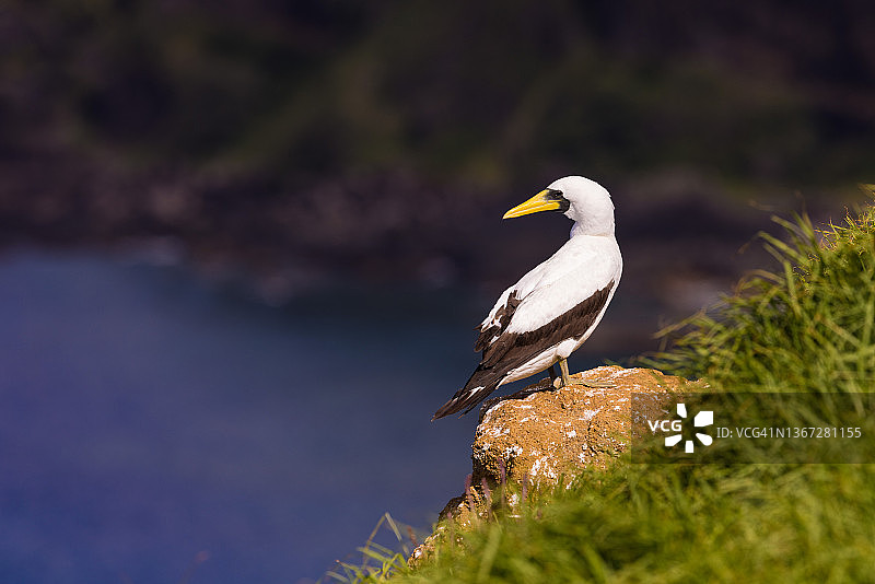 带面罩的鲣鸟图片素材