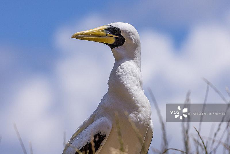 蓝脸鲣鸟特写照片图片素材