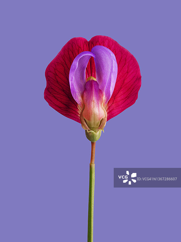 金鱼草图片素材