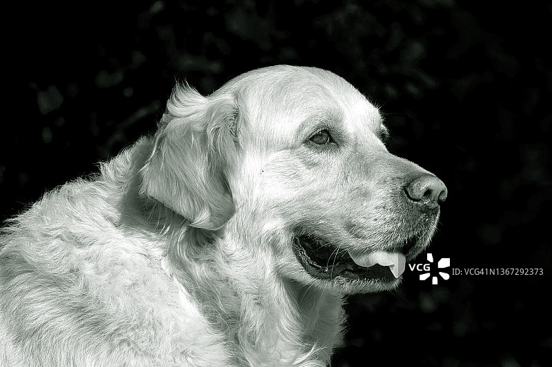 金毛寻回犬的面部特写图片素材