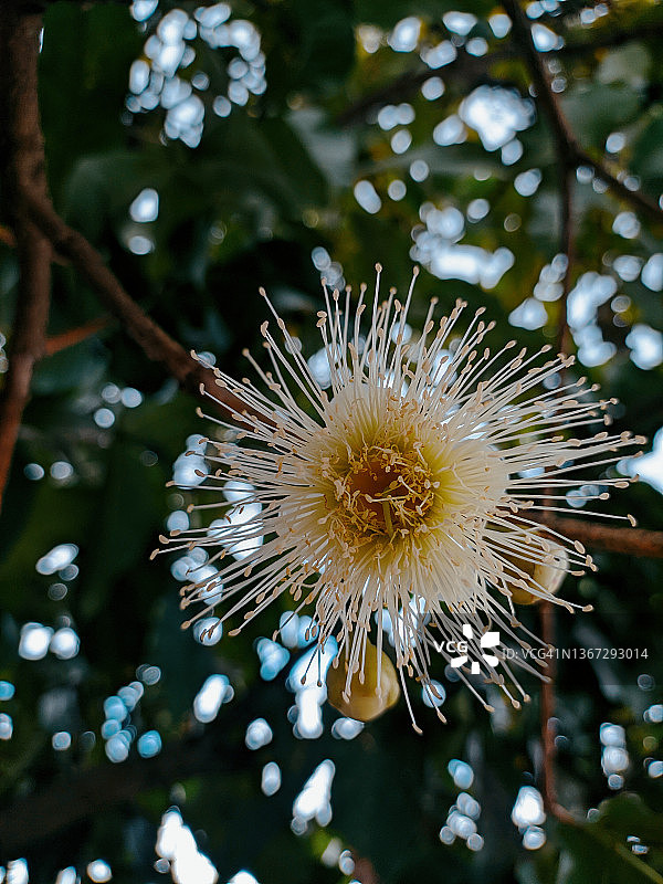 水石榴花图片素材
