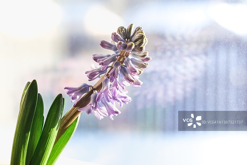 阳光下的窗边风信子花图片素材