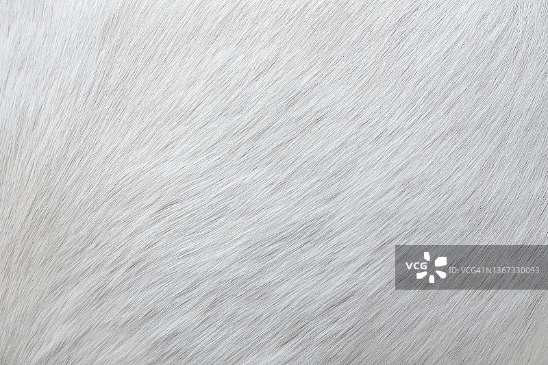 白色马毛皮特写图片素材