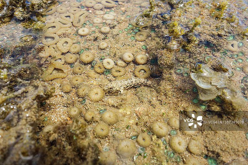 鱼在退潮时的海水中游泳，位于堡礁中图片素材