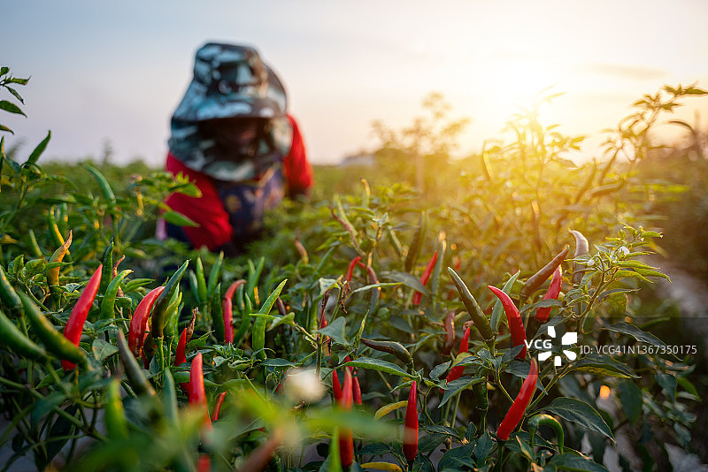 农业，辣椒的选择性聚焦，农妇在田间采摘辣椒。图片素材