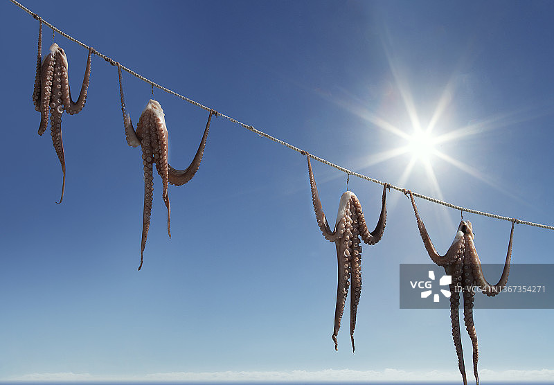 在希腊岛屿上晾晒章鱼图片素材