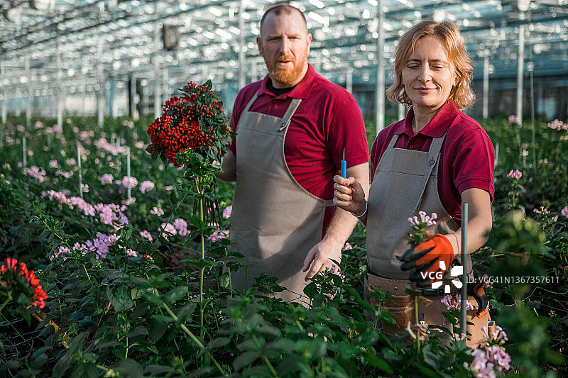两名工人在荷兰温室中工作图片素材