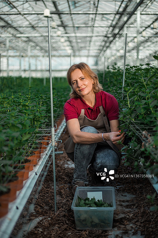 荷兰布瓦迪亚温室里的女工人图片素材