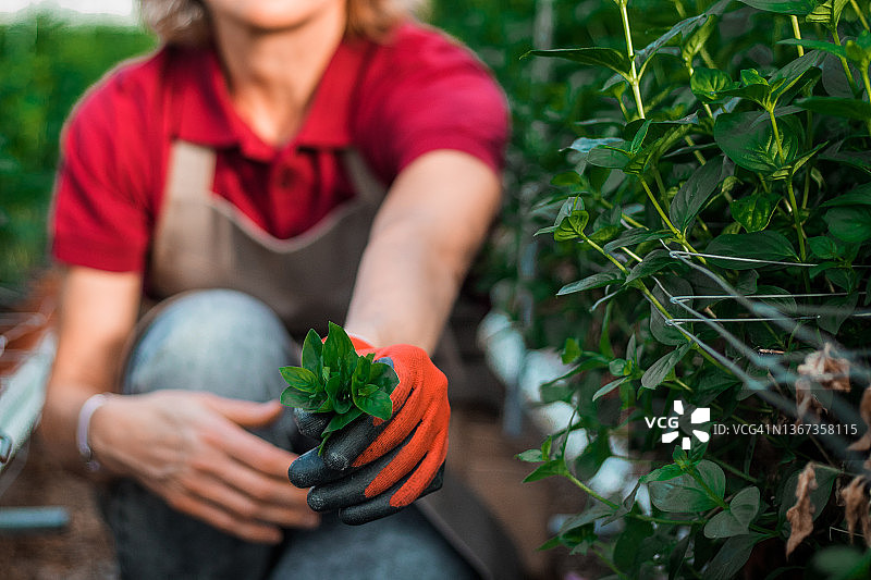 荷兰布瓦迪亚温室里的女工人图片素材
