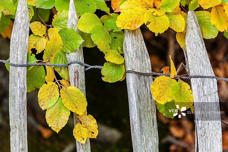 山毛榉叶和木栅栏特写图片素材