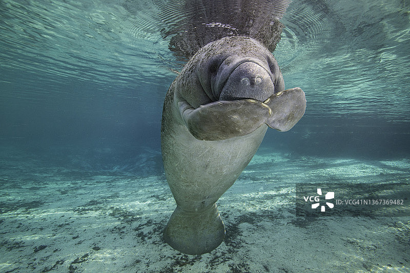 小海牛用鳍遮住嘴巴图片素材