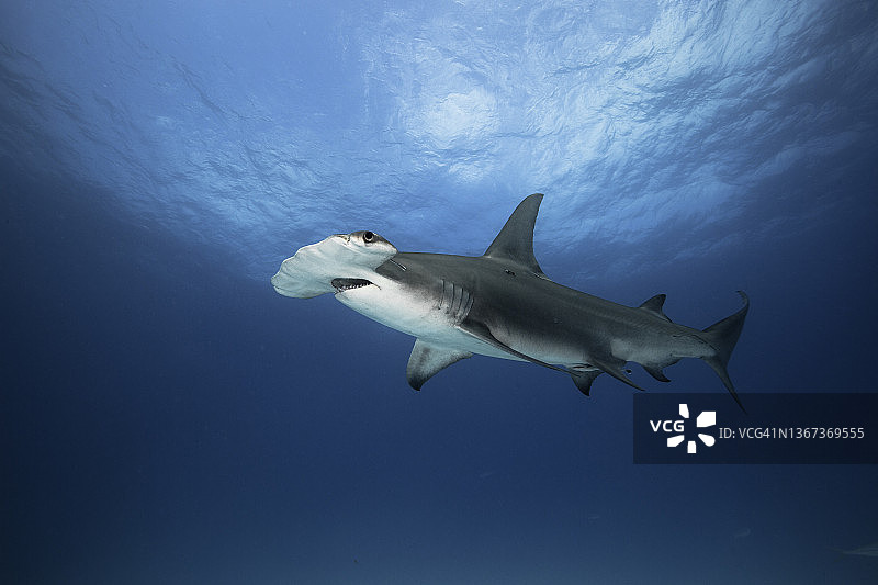 蓝水中游动的大双髻鲨图片素材