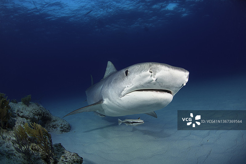 虎鲨面部特写和鮣鱼图片素材