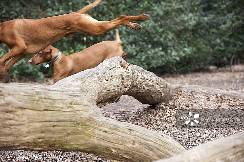 秋日，维兹拉犬跃过森林中的倒树图片素材