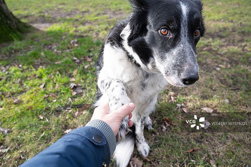 狗扒腿图片素材