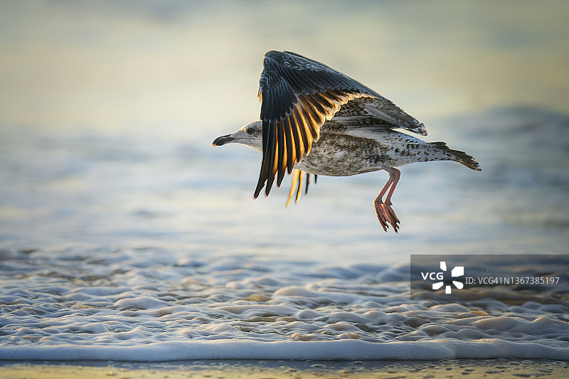 新泽西州梅角州立公园海滩起飞的海鸥图片素材