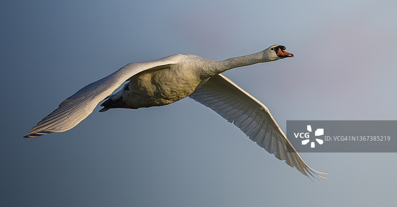 优雅飞翔于梅角州立公园的疣鼻天鹅特写镜头图片素材