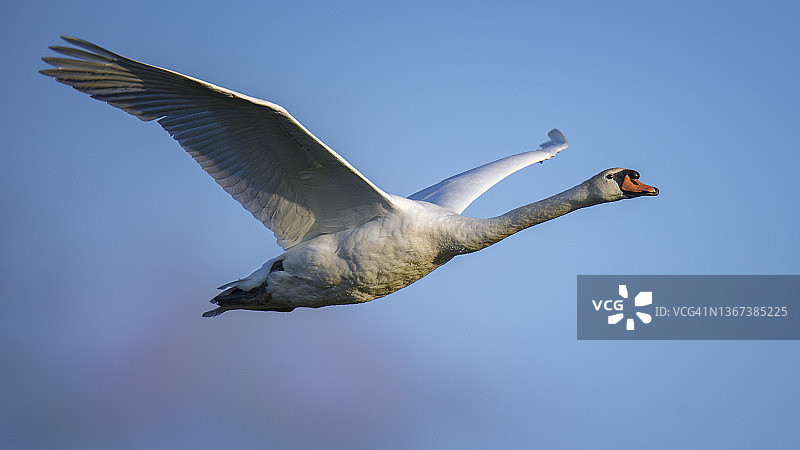 优雅飞翔于梅角州立公园的疣鼻天鹅特写镜头图片素材