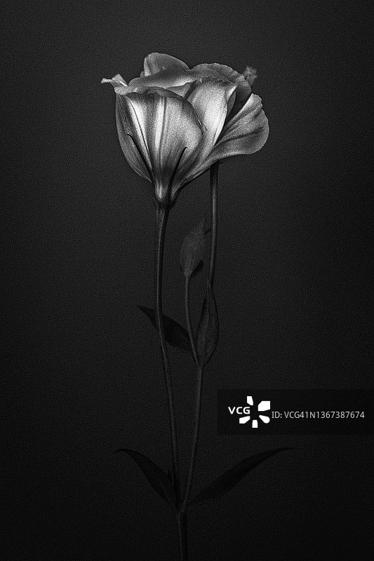 白色玫瑰黑白照片图片素材