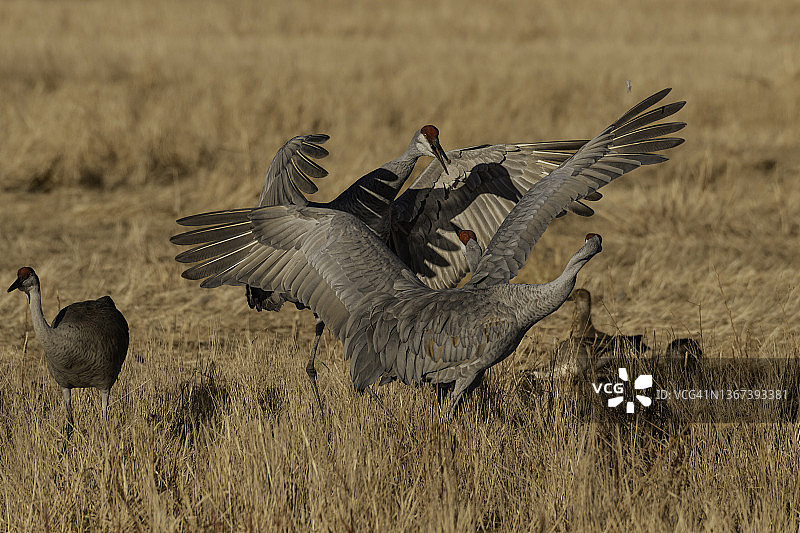 博斯克国家野生动物保护区草丛中嬉戏的沙丘鹤图片素材