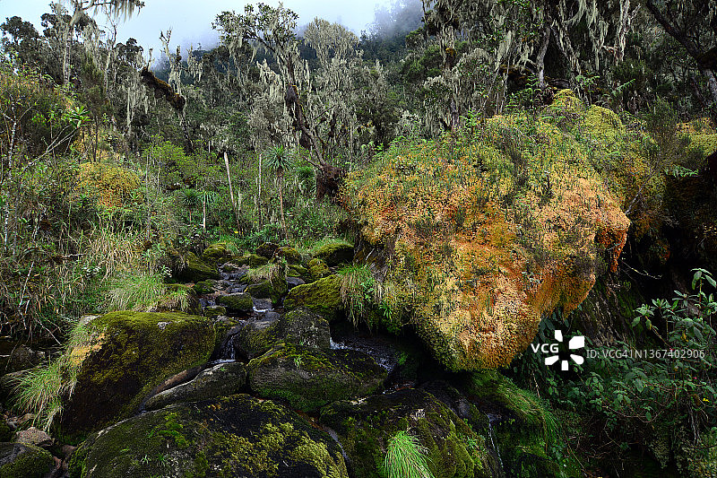 石楠带的苔藓覆盖景观图片素材