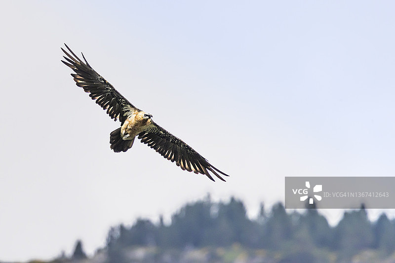 胡兀鹫，奥德萨国家公园，西班牙图片素材