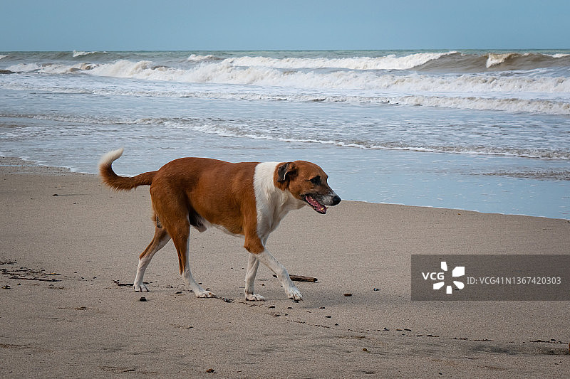 在哥伦比亚瓜希拉Palomino海滩沙滩上行走的白色和棕色杂种狗图片素材