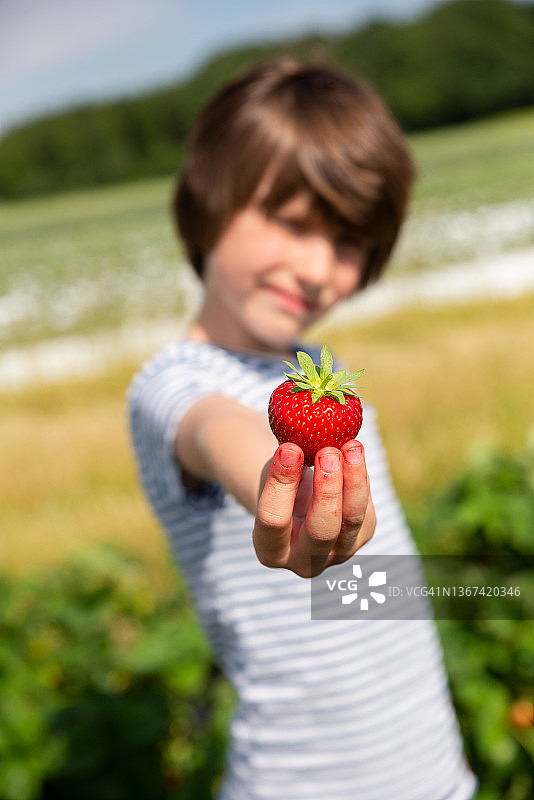 小男孩在草莓地里图片素材