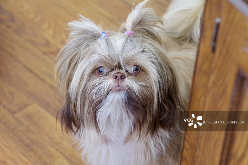 角落里可爱的西施犬幼犬图片素材