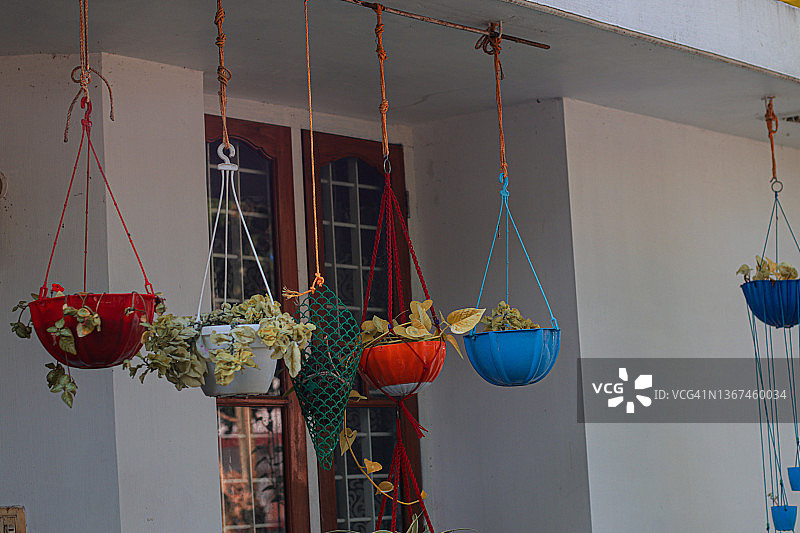 房屋外悬挂在花盆中的绿色茂盛的树叶图片素材