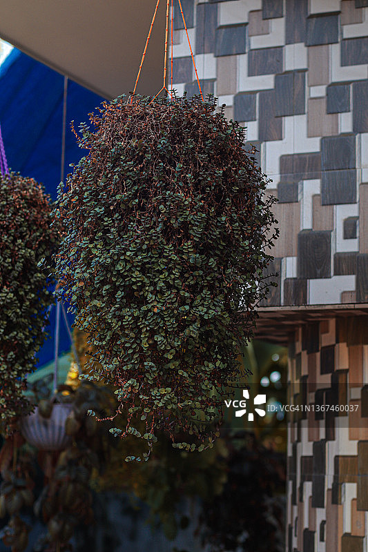 房屋外悬挂在花盆中的绿色茂盛的树叶图片素材