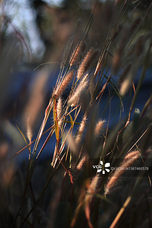 黄金时段的喷泉草图片素材