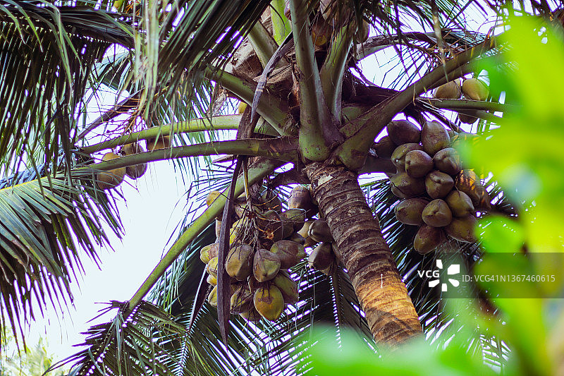 一棵树上悬挂着一堆椰子图片素材