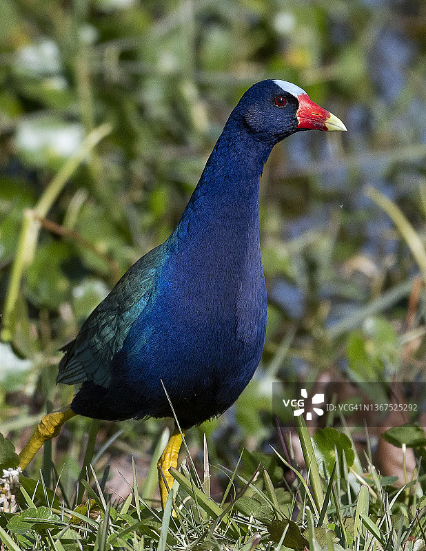 紫水鸡图片素材