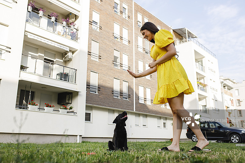 阳光明媚的日子里，拉布拉多犬和主人在公园里散步图片素材