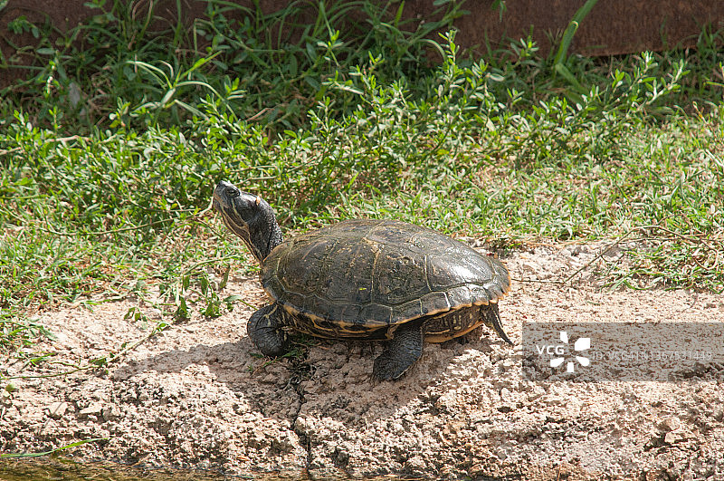 地图龟图片素材