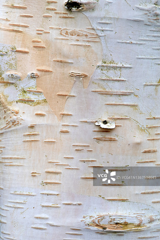 银桦树树干图片素材