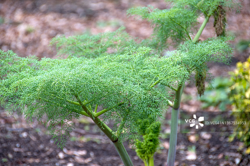 绿色莳萝植物图片素材