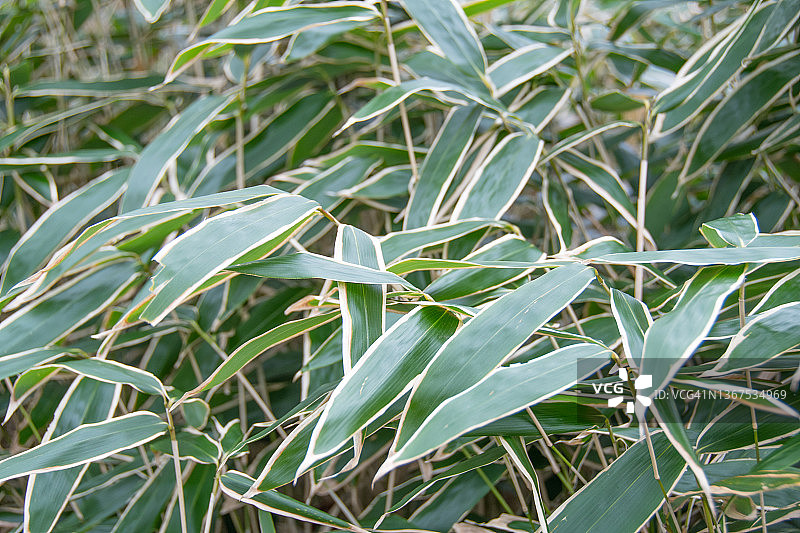 红淡比树三色图片素材