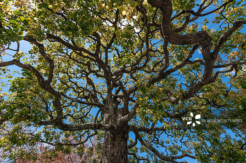 日本京都的树枝仰视角度图片素材