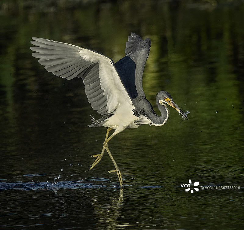 三色鹭叼着小鱼图片素材