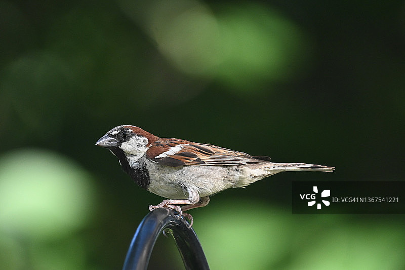 黑喉麻雀图片素材