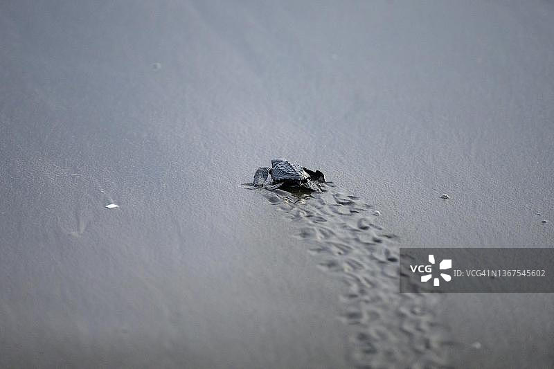 新孵化的丽龟爬向大海图片素材