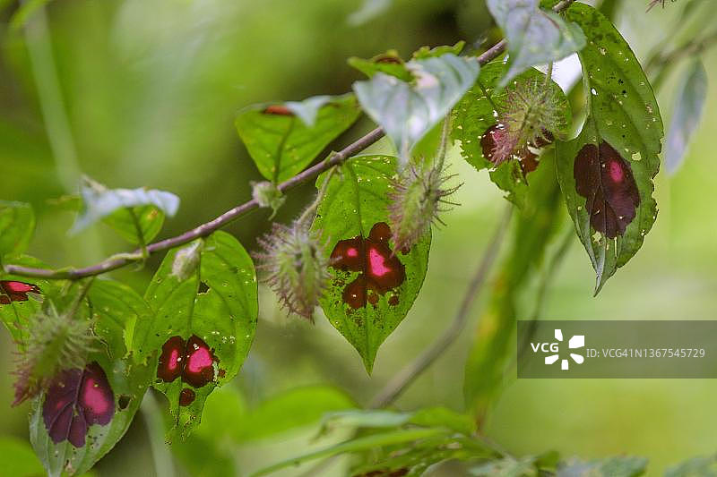 圣克里斯托植物，阿雷纳尔观测站，福图纳，阿拉胡埃拉省，哥斯达黎加图片素材