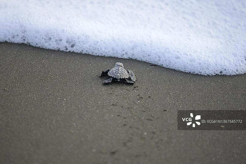新孵化的丽龟爬向大海图片素材