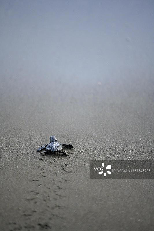 新孵化的丽龟爬向大海图片素材