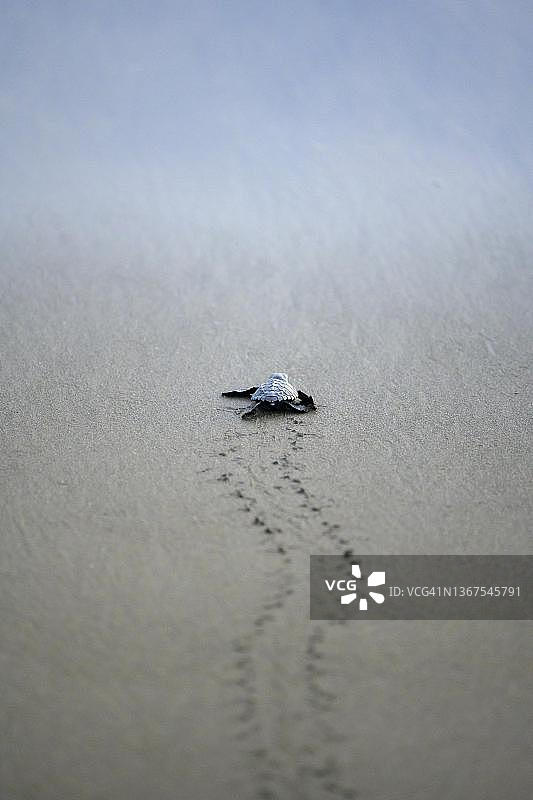 新孵化的丽龟爬向大海图片素材