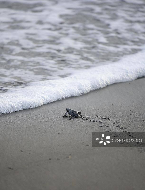 新孵化的丽龟爬向大海图片素材